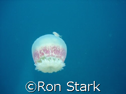Jellyfish and it's friend.   by Ron Stark 